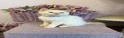 Selkirk Rex cats for sale: Selkirk rex kittens!ONE CURLY KITTEN LEFT! - Advert 1