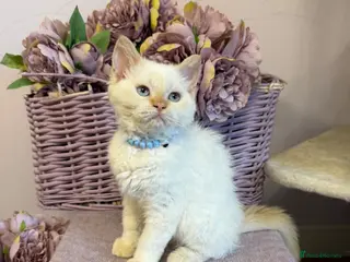 Selkirk Rex cats Selkirk rex kittens!ONE CURLY KITTEN LEFT! - Advert 1