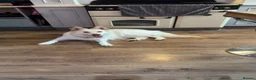 German Shepherd dogs for sale: Apricot/Cream GSD FEMALE  - Advert 14