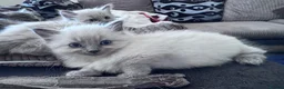 Mixed Breed cats for sale: Kittens - Advert 13