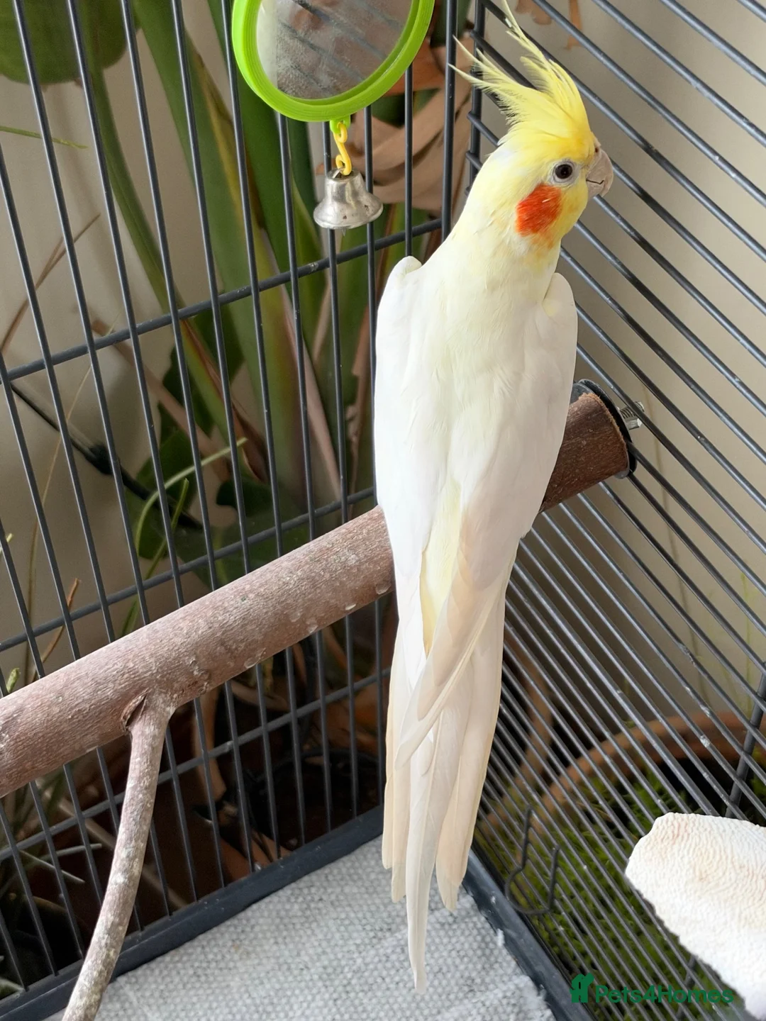 Cockatiels birds for sale: Charlie  in Usk - Advert 1