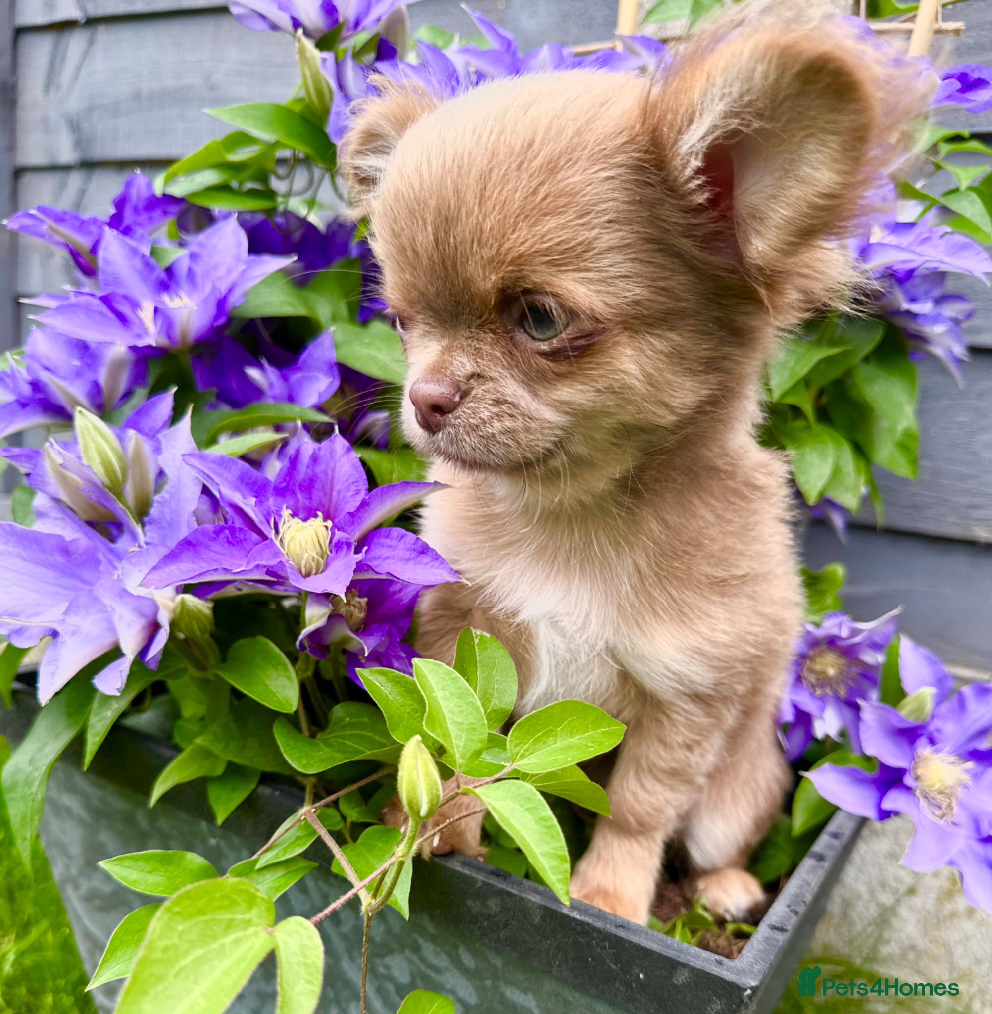 Chihuahua dogs KC registered long coat show line boy - Advert 1
