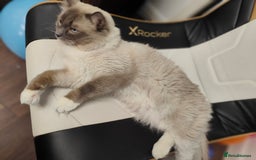 Ragdoll cats for stud: Rag doll stud  - Image 7