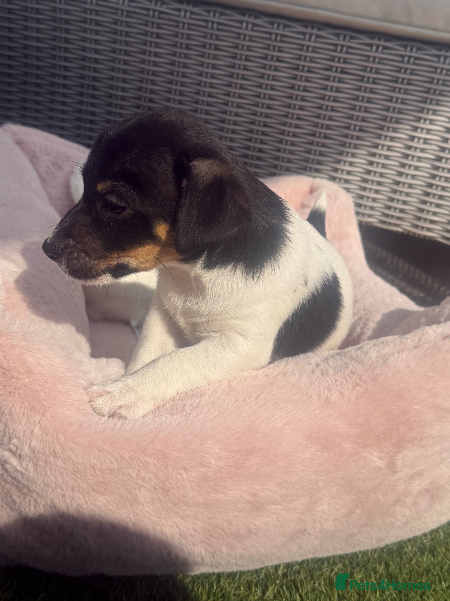 Jack Russell dogs Beautifull Jack Russell puppies  - Advert 2