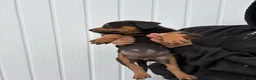 Rottweiler dogs for sale: Rottweiler puppies  - Advert 6