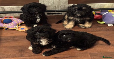 Cavapoo dogs - Advert 2