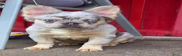 French Bulldog dogs for sale: French bulldog  - Advert 1