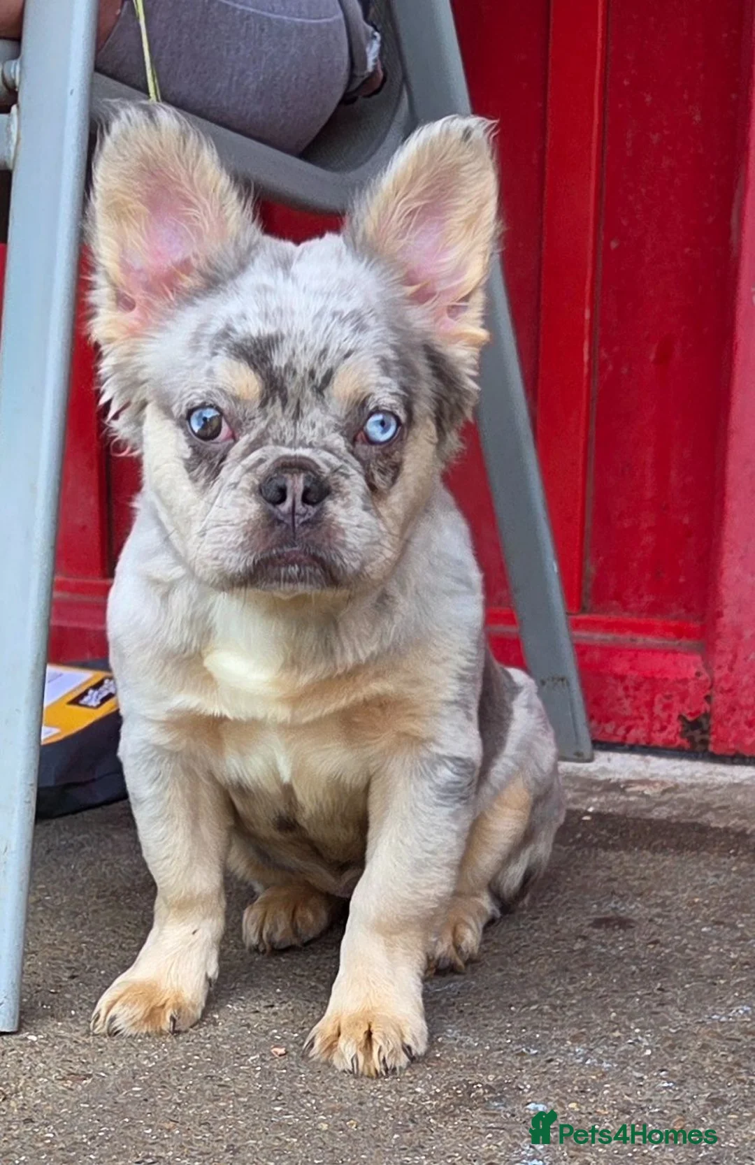French Bulldog dogs for sale: French bulldog  - Advert 1