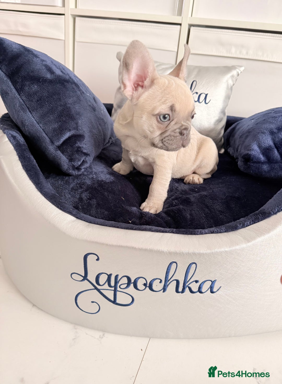 French Bulldog dogs for sale: Stunning platinum and lilac fawn boys and girls - Image 9