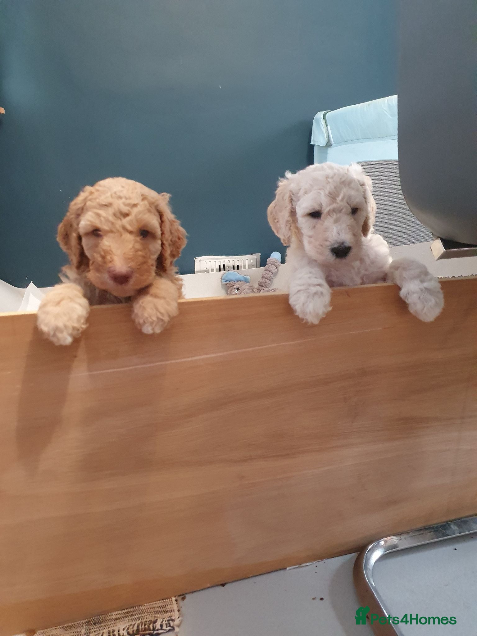 Standard Poodle dogs Standard poodle puppy's kc reg - Advert 1