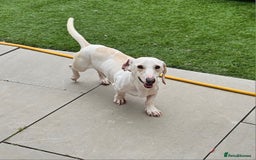 Miniature Dachshund dogs for sale: KC Smooth Cream Piebald - Image 3