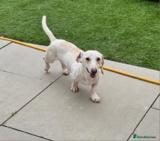 Miniature Dachshund dogs - Advert 8