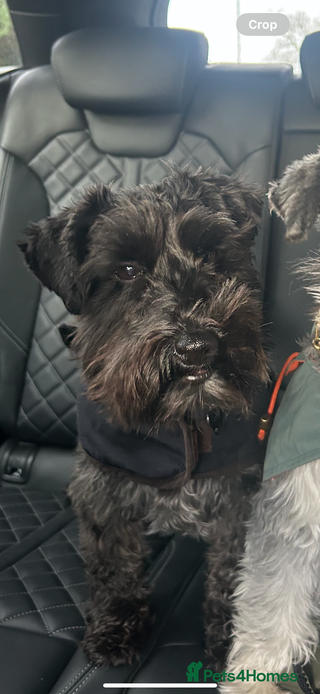 Miniature Schnauzer dogs for sale: KC Miniature Schnauzer Black Chocolate BVA H/T  - Advert 2
