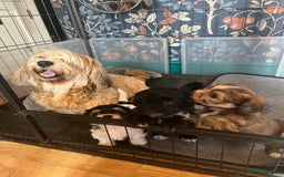Havanese dogs for sale: Two kc reg Havanese - Image 3