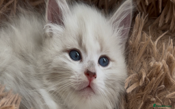 Siberian cats for sale: Siberians with wonderful personalities  - Image 10