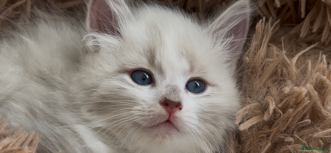 Siberian cats for sale: Siberians with wonderful personalities  - Image 10