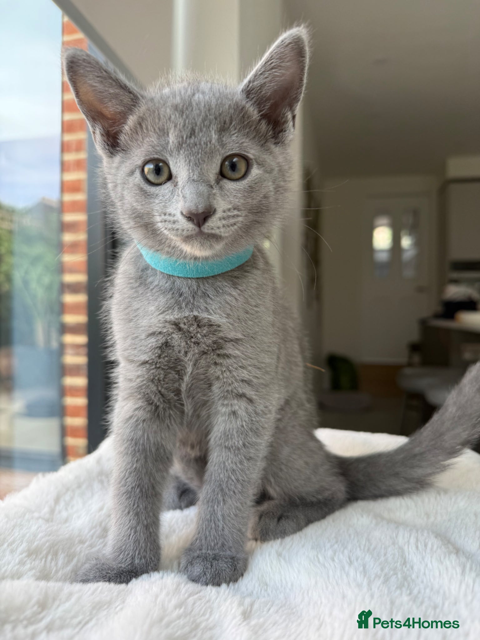 Russian Blue Kitten 1 (light blue)