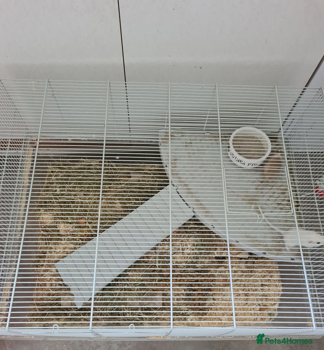 Gerbil rodents for sale: 4 x Female gerbils mum and daughters  - Advert 6