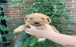 Labradoodle dogs for sale: Miniature F1 labradoodle  - Image 11