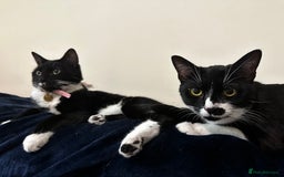 British Shorthair cats for sale: Juno and Minnie - Image 8
