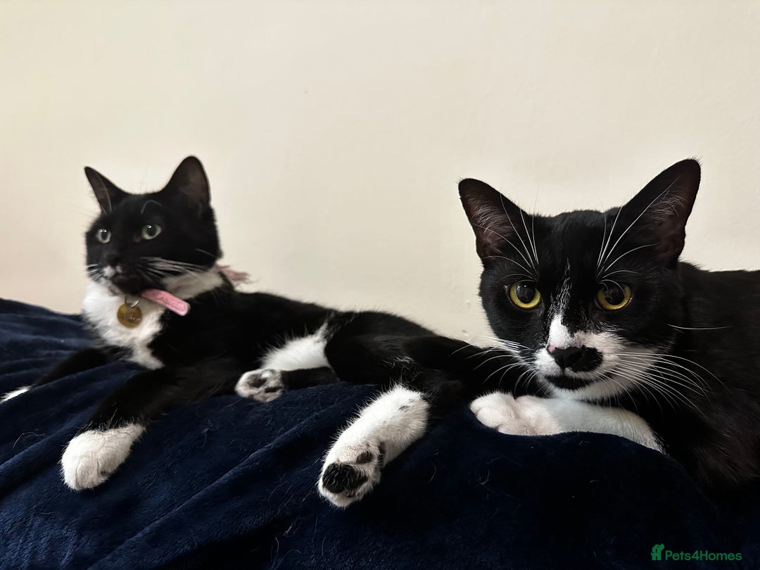 British Shorthair cats for sale: Juno and Minnie - Image 8