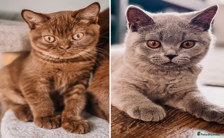 British Shorthair cats - Advert 6