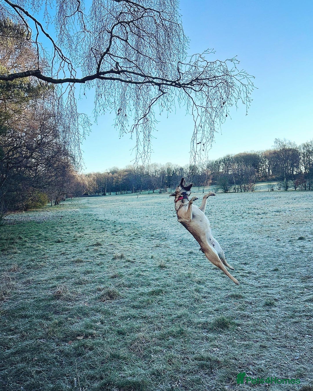 Belgian Shepherd Dog dogs for sale: Female Belgian shepherd  - Image 3
