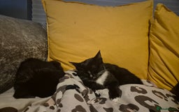 Mixed Breed cats for sale: X2 black and white 10 week old female kittens  - Image 3