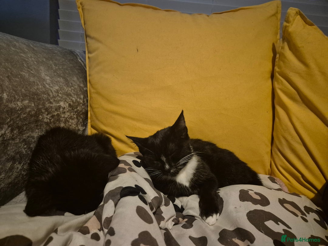 Mixed Breed cats for sale: X2 black and white 10 week old female kittens  - Image 3