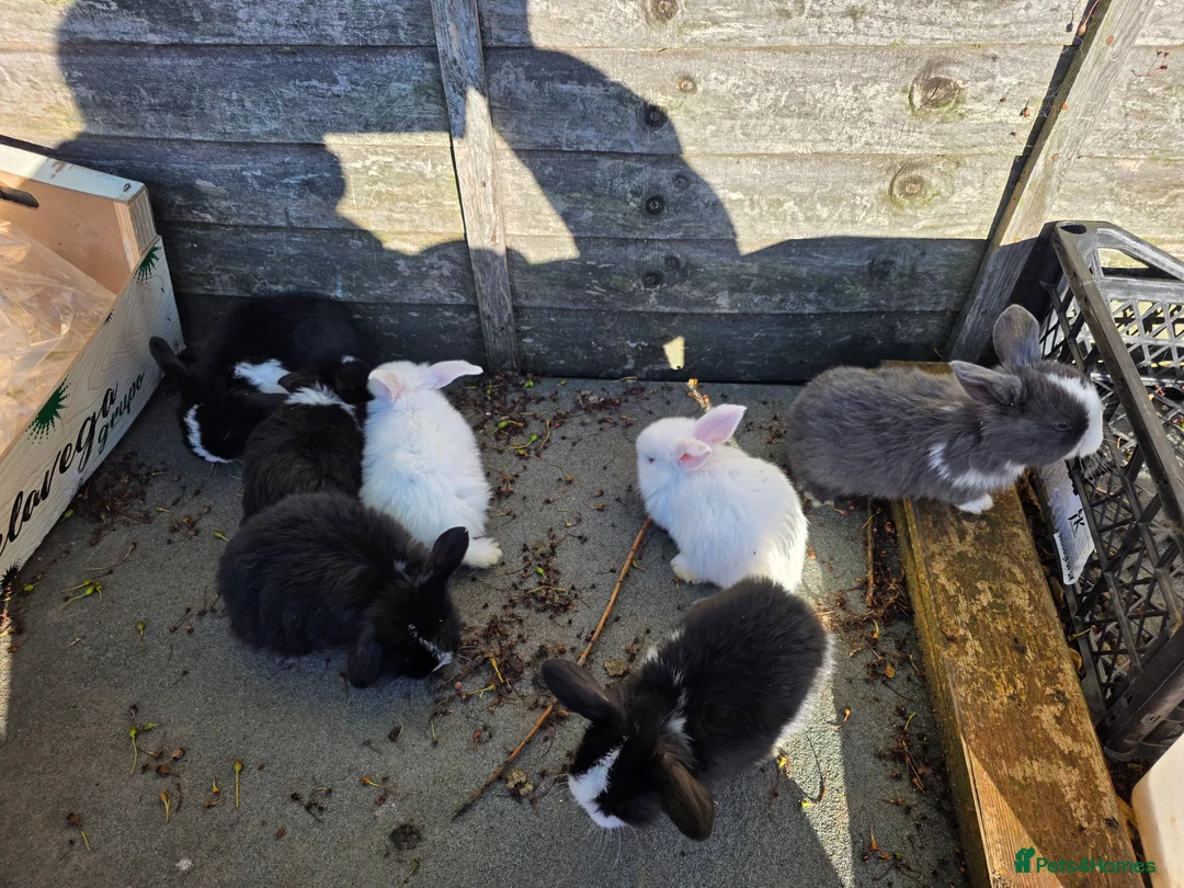 Mini Lop rabbits for sale: baby rabbit  - Advert 1