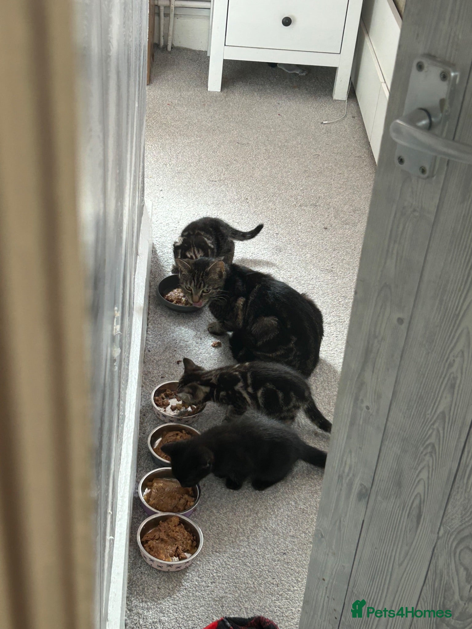 Mixed Breed cats Kittens - Advert 8
