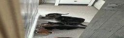 Mixed Breed cats for sale: Kittens - Advert 1