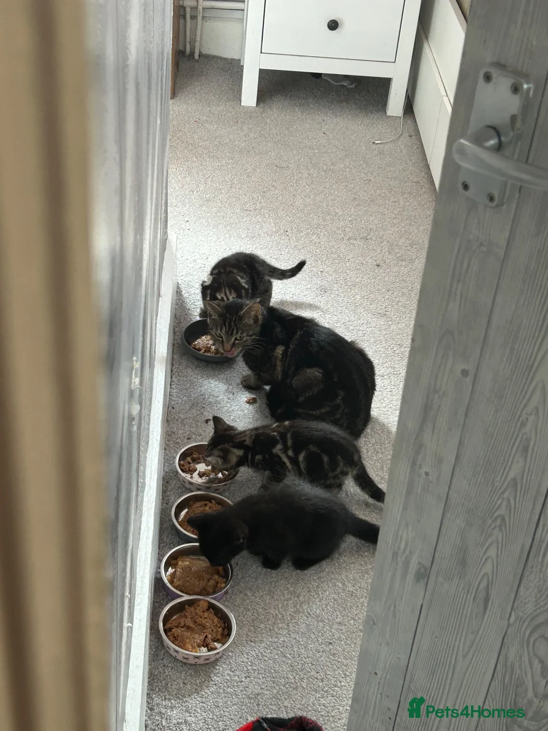 Mixed Breed cats for sale: Kittens - Advert 1