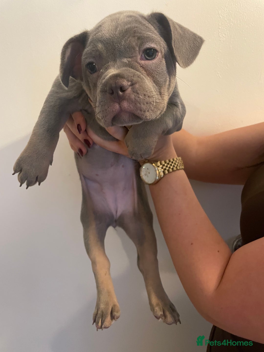 French Bulldog dogs for sale: French bulldog pups - Advert 7