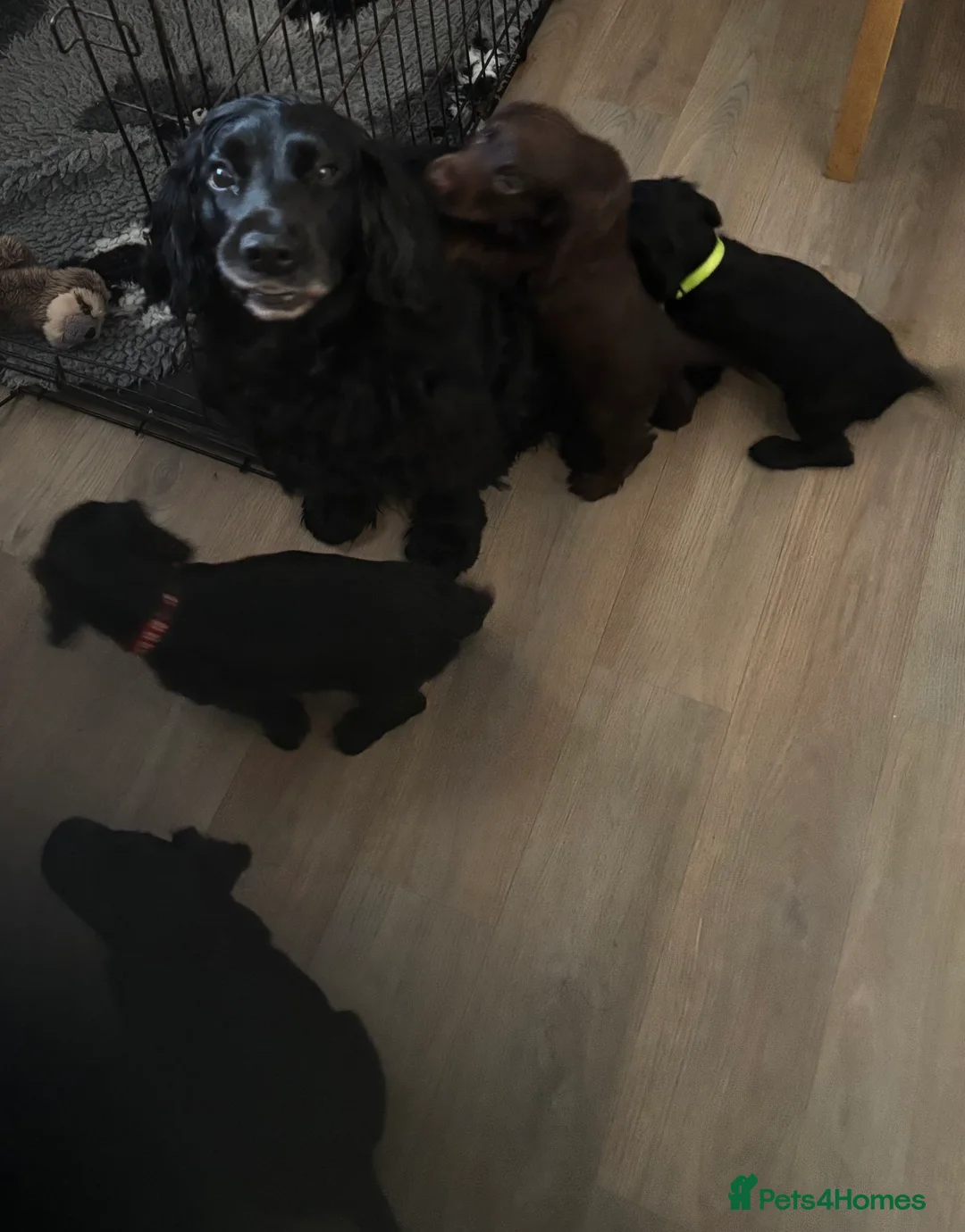 Cocker Spaniel dogs for sale: Cocker Spaniel Puppies  - Advert 21