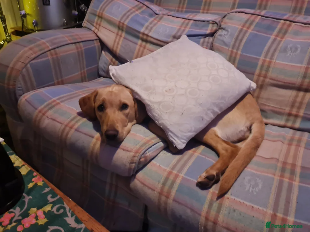 Labrador Retriever dogs for sale: Shandy Nala in Diss - Advert 5