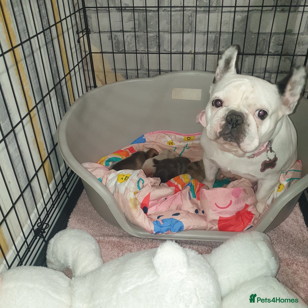 French Bulldog dogs for sale: 4French bulldog puppies 3 weeks old kc registered  - Advert 1