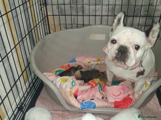 French Bulldog dogs 4French bulldog puppies 3 weeks old kc registered - Advert 1