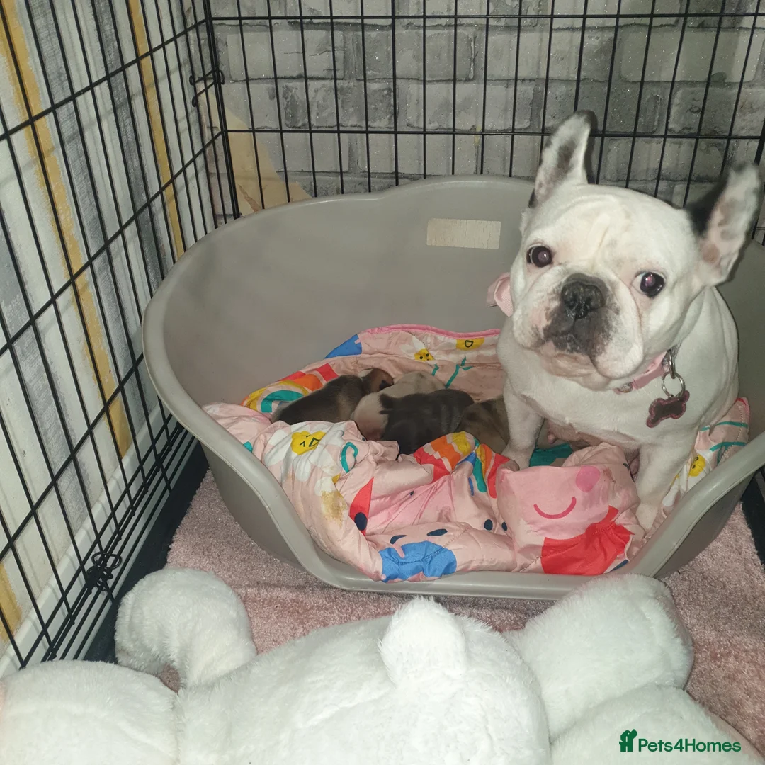 French Bulldog dogs for sale: 4French bulldog puppies 5weeks old kc registered  - Advert 5