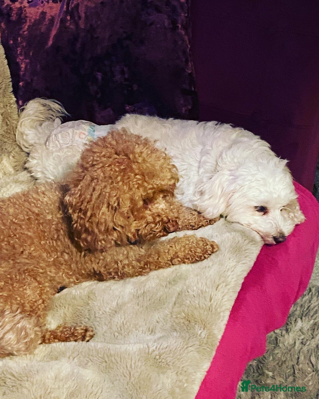 Toy Poodle dogs for stud: RED TOY POODLE KC REGISTERED PROVEN STUD in Derby - Image 16
