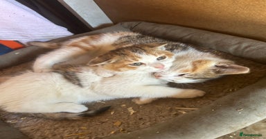 Mixed Breed cats - Advert 15