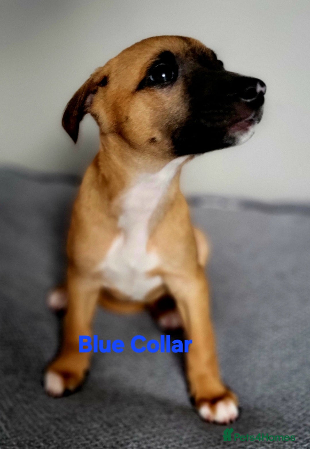 Whippet dogs for sale: These Adorable pups are needing a forever home. - Advert 5