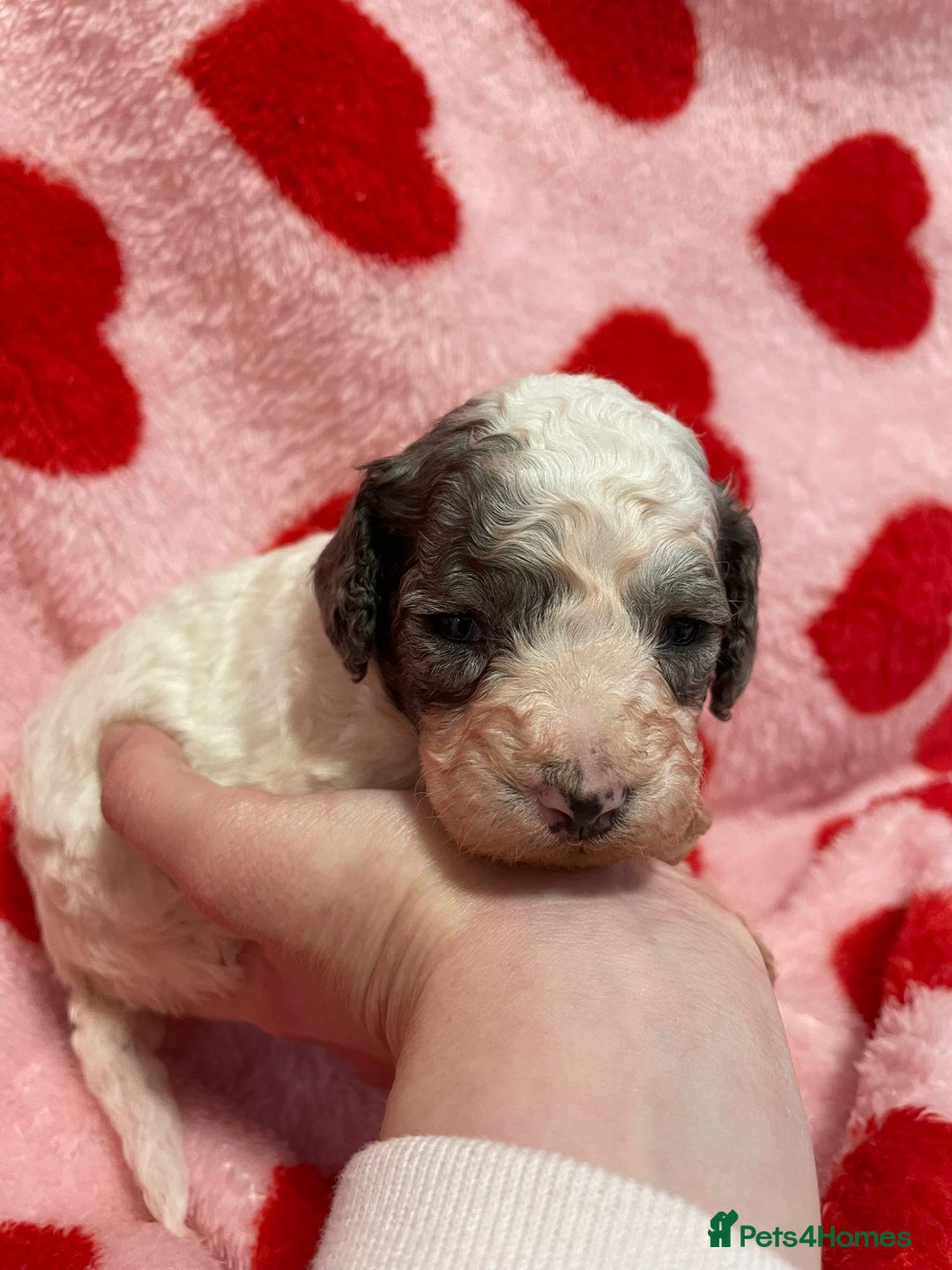 Cavapoo dogs for sale: Beautiful cavapoo puppies - Advert 7