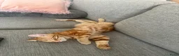 Mixed Breed cats for sale: 8Month old ginger kitten - Advert 10