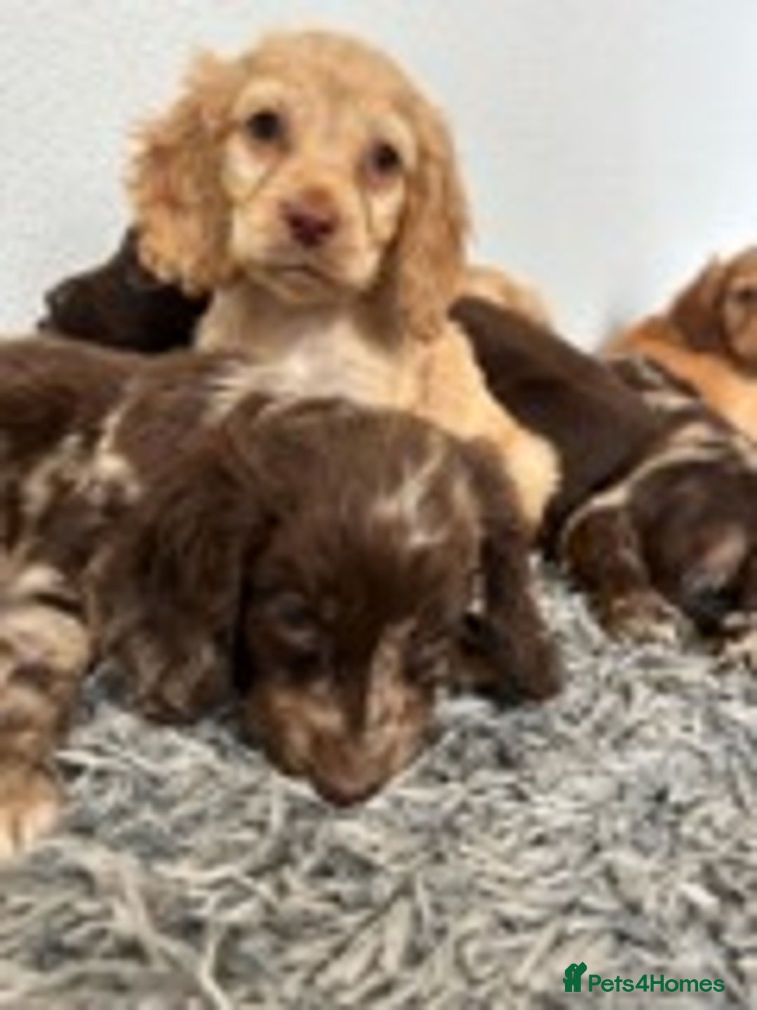 Cocker Spaniel dogs for sale: STUNNING COCKER SPANIEL PUPPIES  - Image 7