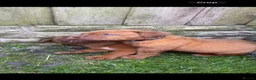 Dogue De Bordeaux dogs for sale: **world class puppy’s** - Advert 8