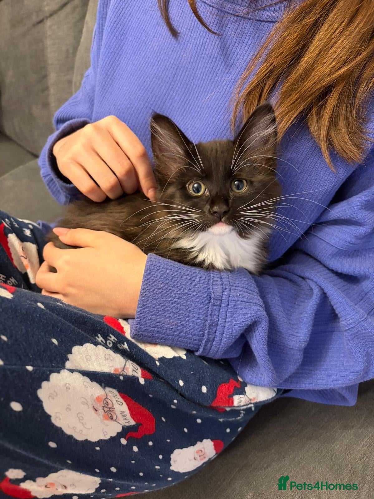 Siberian cats Siberian kitty  - Advert 1