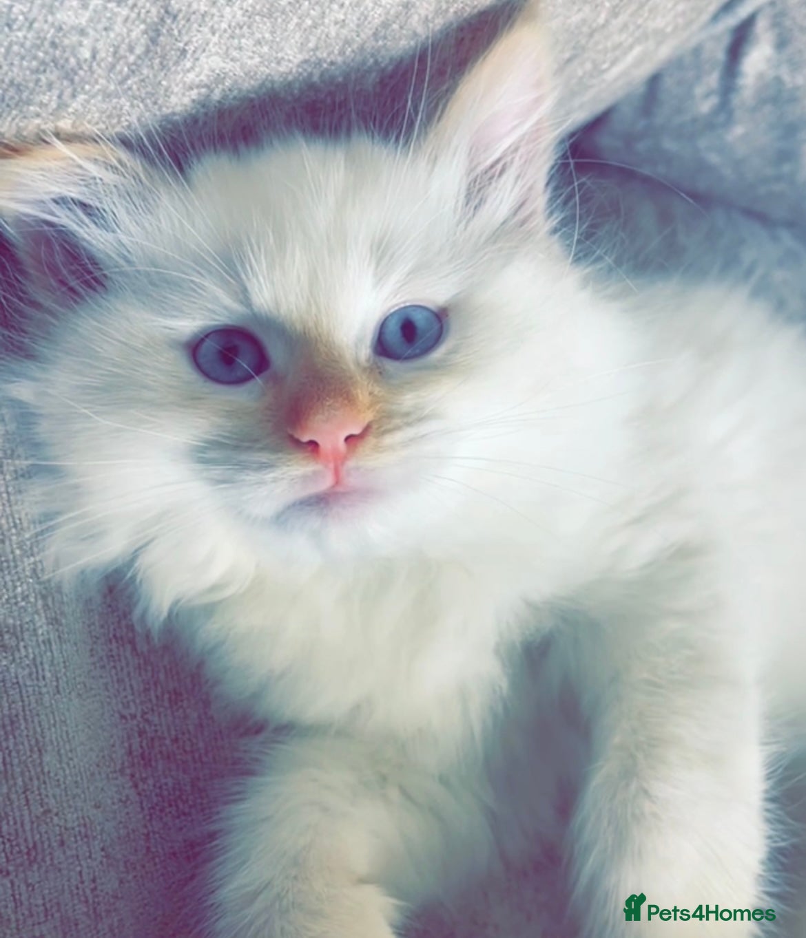 Ragdoll cats Stunning ragdoll kittens  - Advert 13