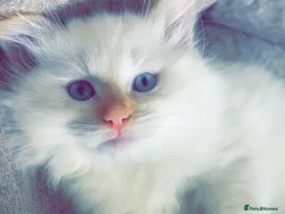 Ragdoll cats Stunning ragdoll kittens - Advert 13