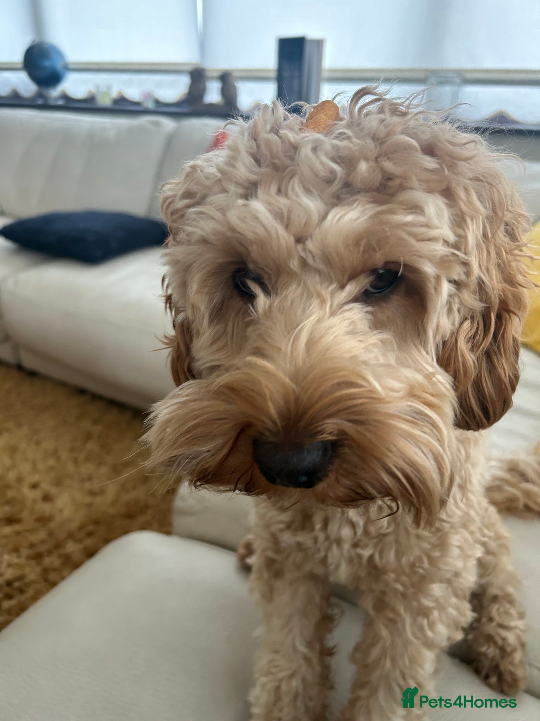 Cockapoo dogs for sale: 3 year old F3 Cockapoo - Image 2